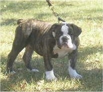 The front right side of a big-headed, wide-chested, brown brindle with white Victorian Bulldog that is standing across a grass surface and it is looking forward. The dog has large paws.